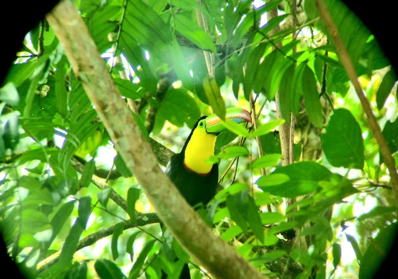 Wildlife Art Tortuguero Hotel Eksteriør billede