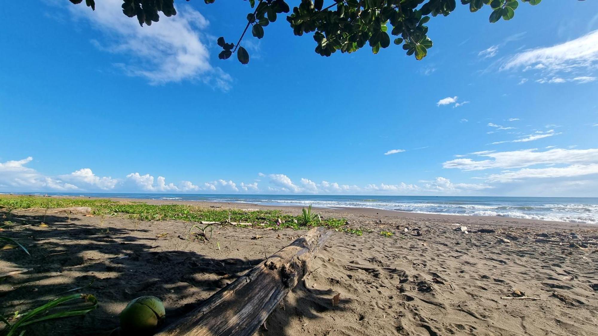 Wildlife Art Tortuguero Hotel Eksteriør billede