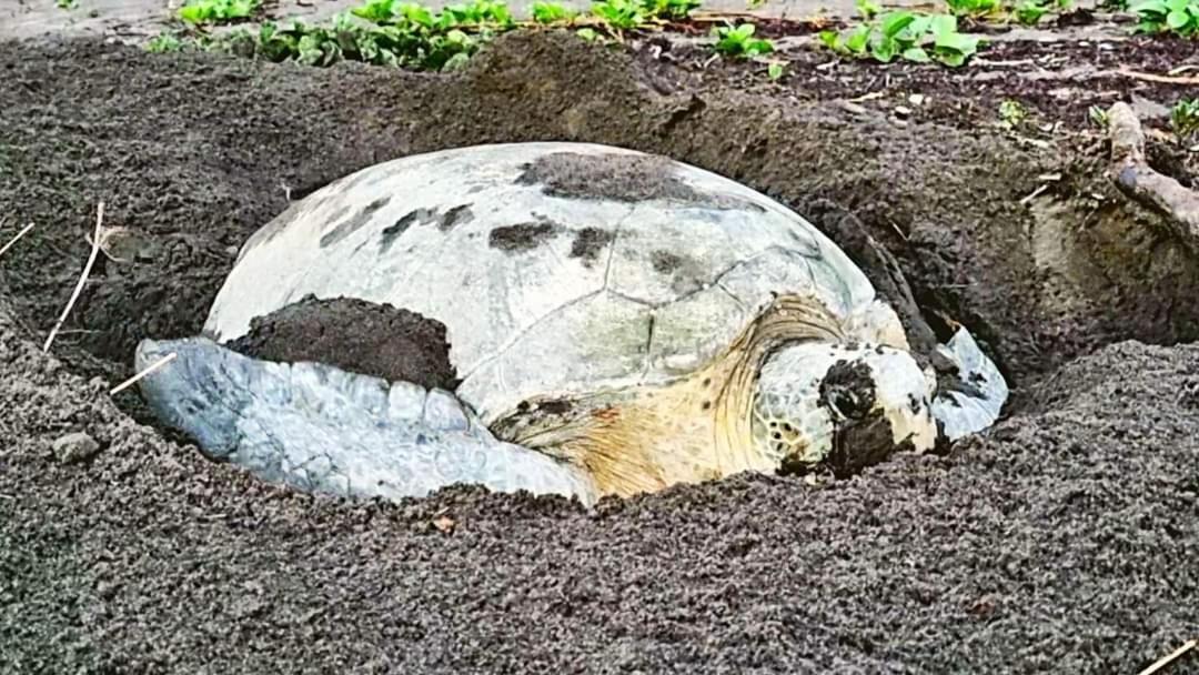 Wildlife Art Tortuguero Hotel Eksteriør billede